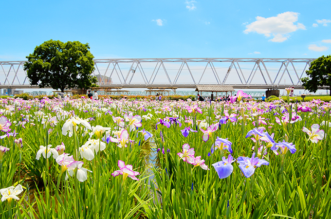 小岩エリア