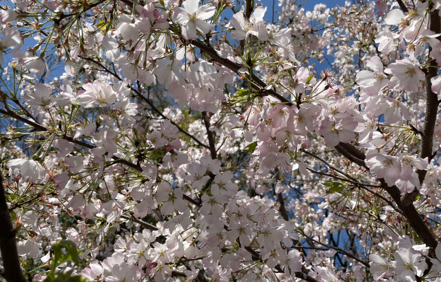 仙台堀川公園の桜